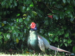 野鳥