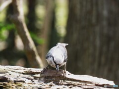 ゴジュウカラ