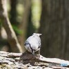 ゴジュウカラ
