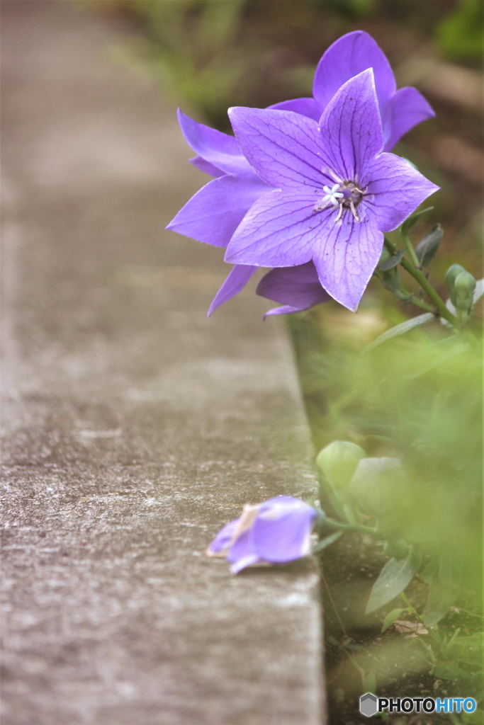 路傍の花