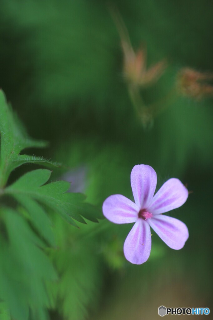 花、一輪、、