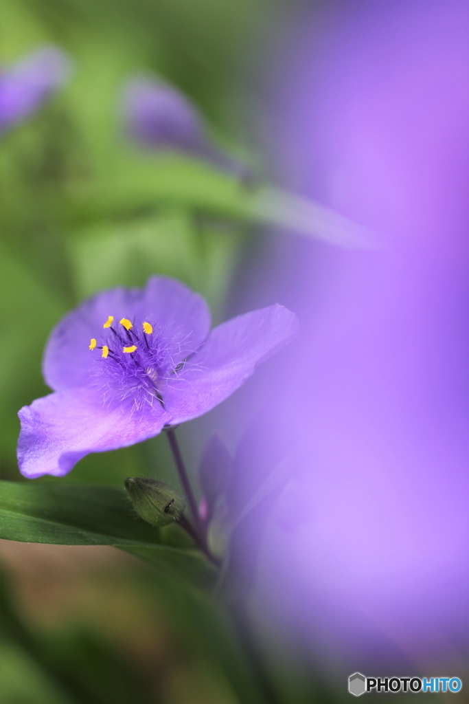 花、一輪、、