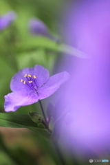 花、一輪、、
