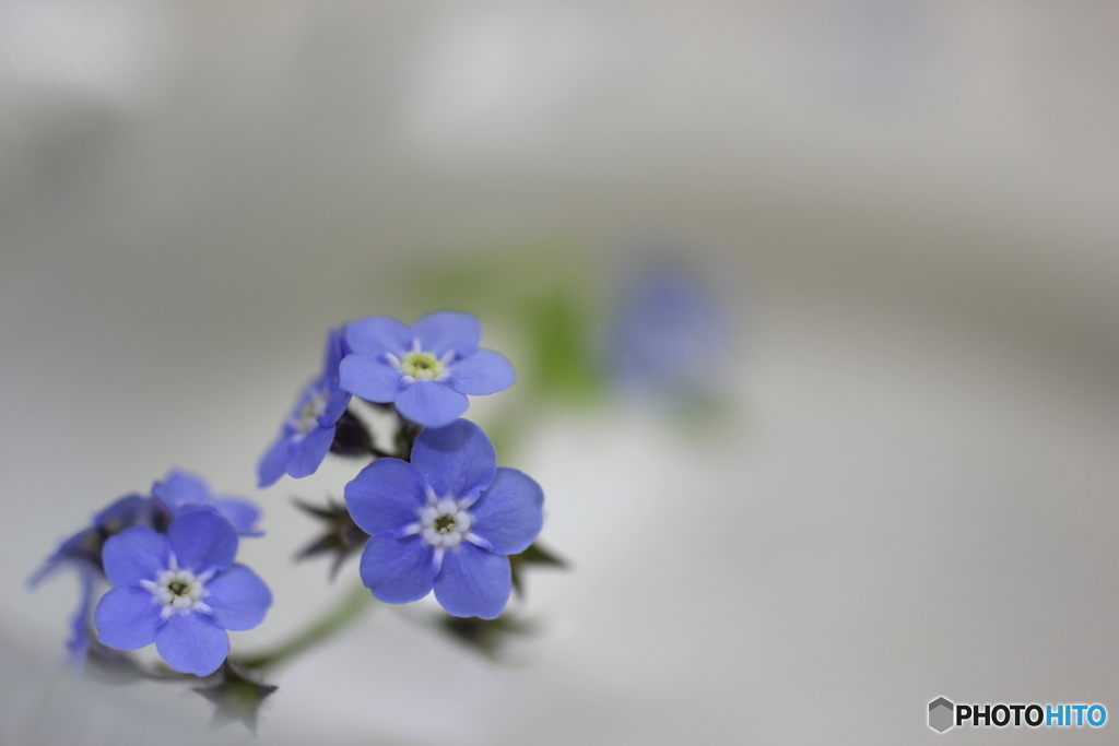 忘れな草