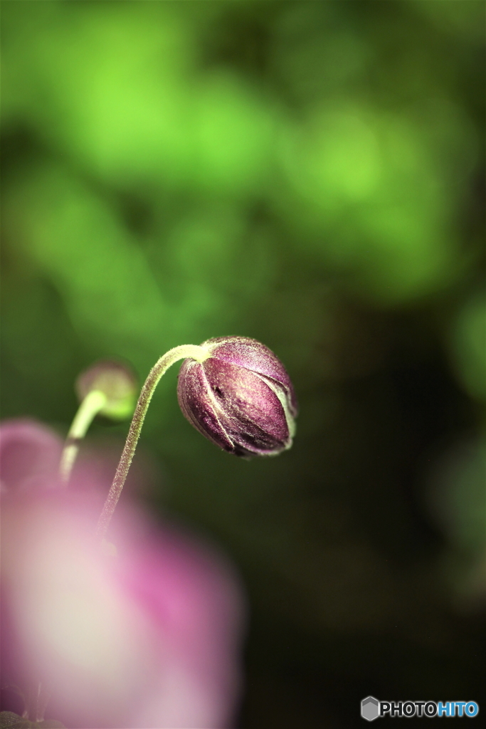 蕾..1