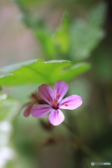 花、一輪、、