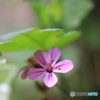 花、一輪、、