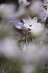 花嵐