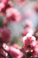冬の日差し