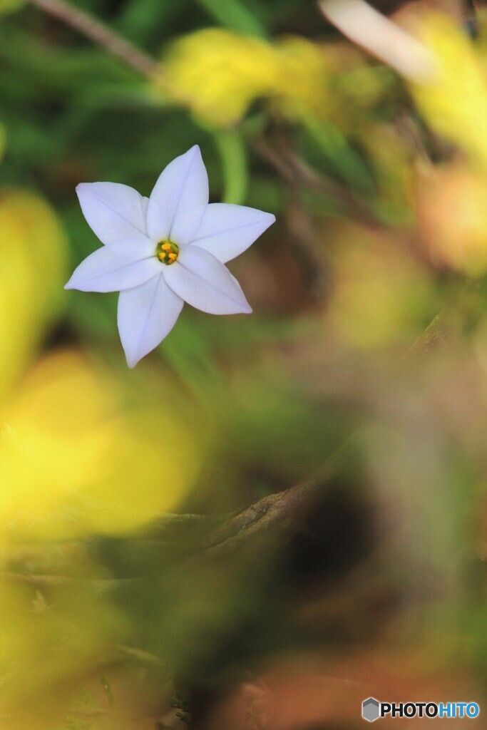 花一輪、、