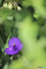 花、一輪