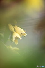 In the dream In the dream