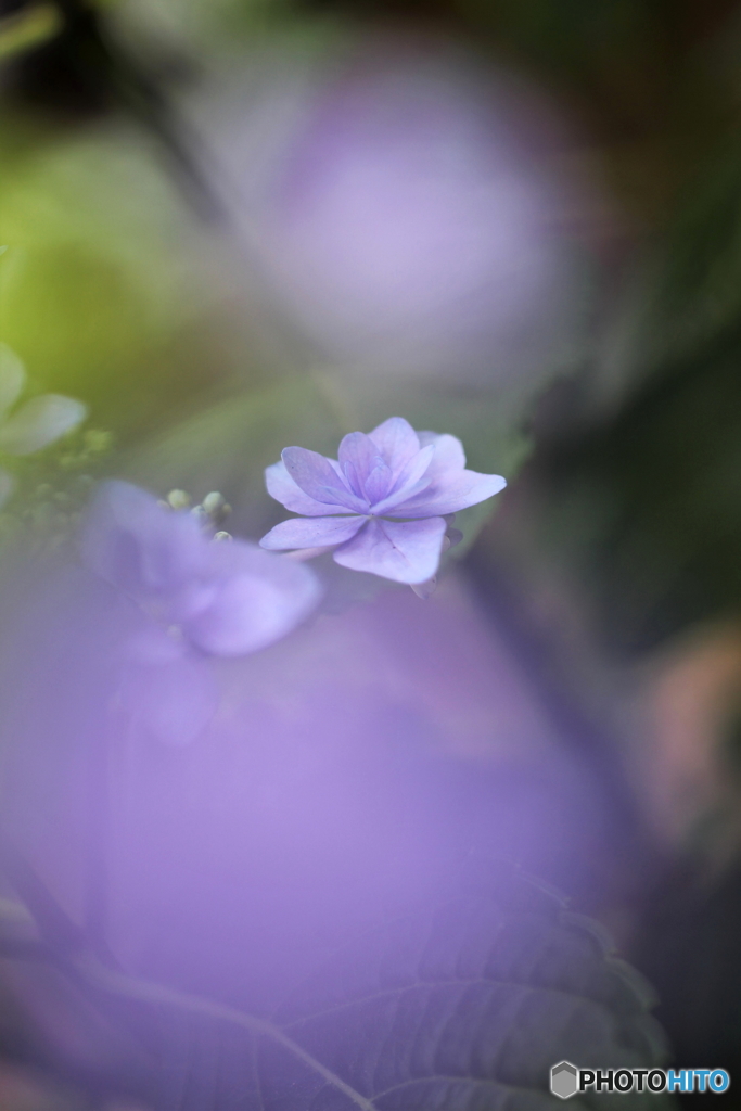 In the dream