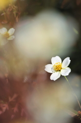 花、一輪、、