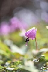 早春の日差し