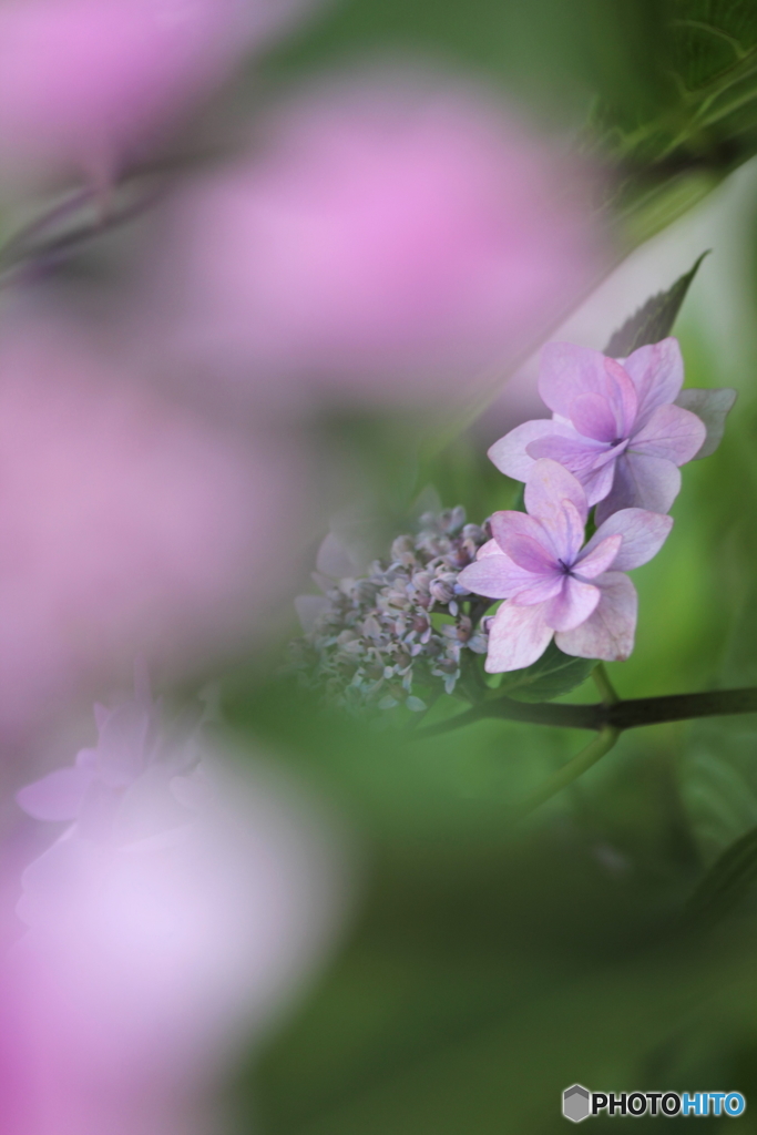 In the dream