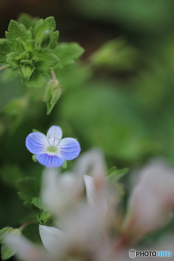花、一輪