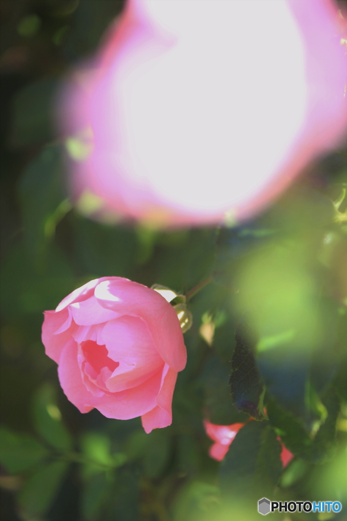 花、一輪、、