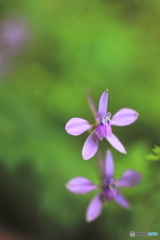 花、一輪、、