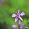花、一輪、、