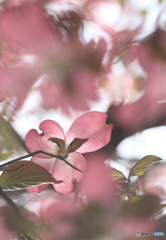 花のある風景