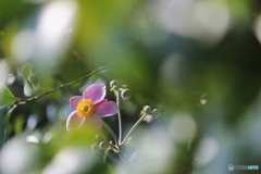 夏の日差し