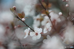 早春