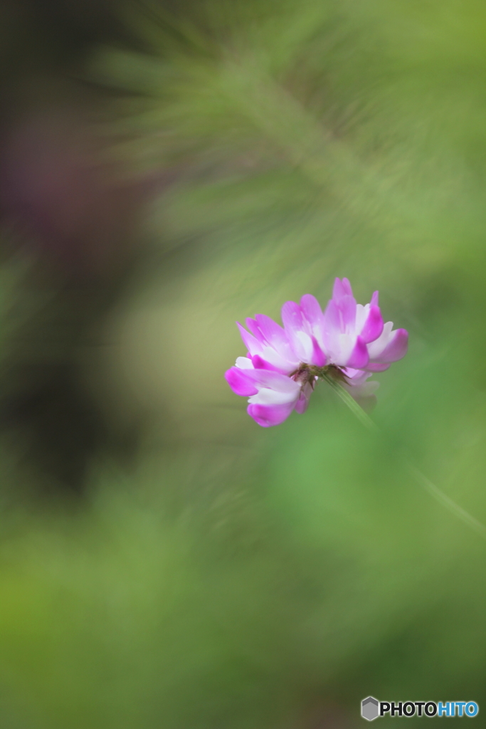 花、一輪、、