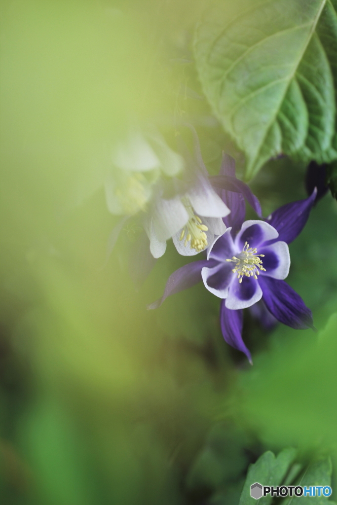 花、一輪、、