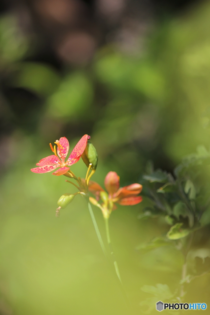 花一輪...
