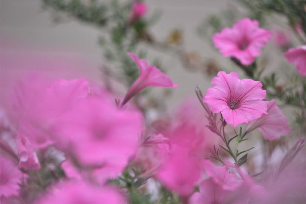 華の乱