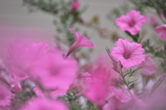 華の乱
