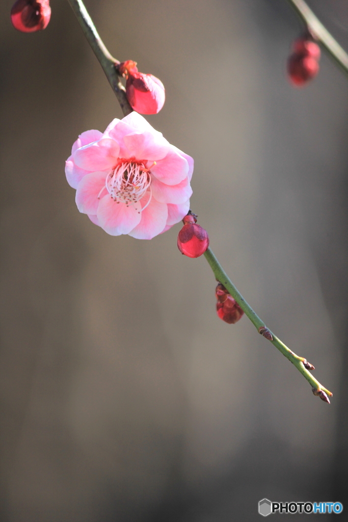 花、一輪、、