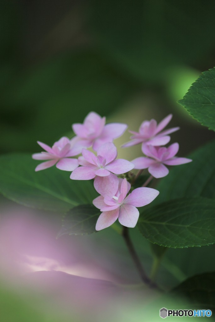 紫陽花