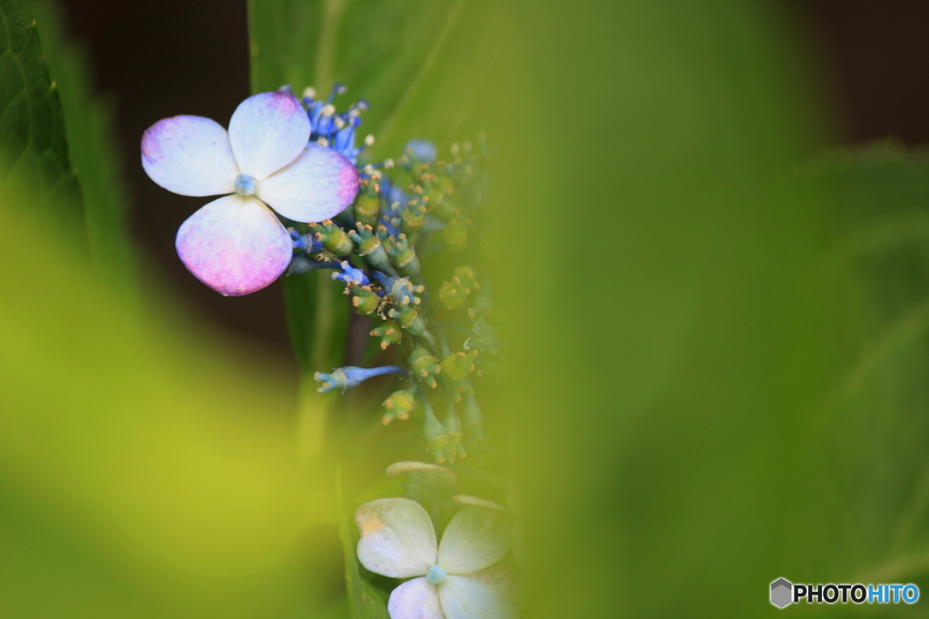 花、一輪、、