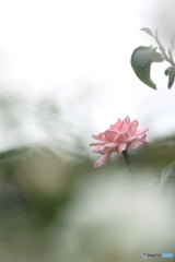 In the dream In the dream