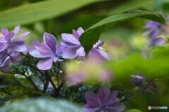 夏の妖精
