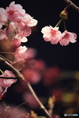 夜桜