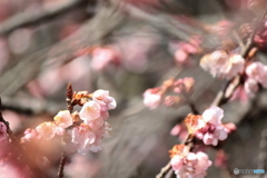 早春