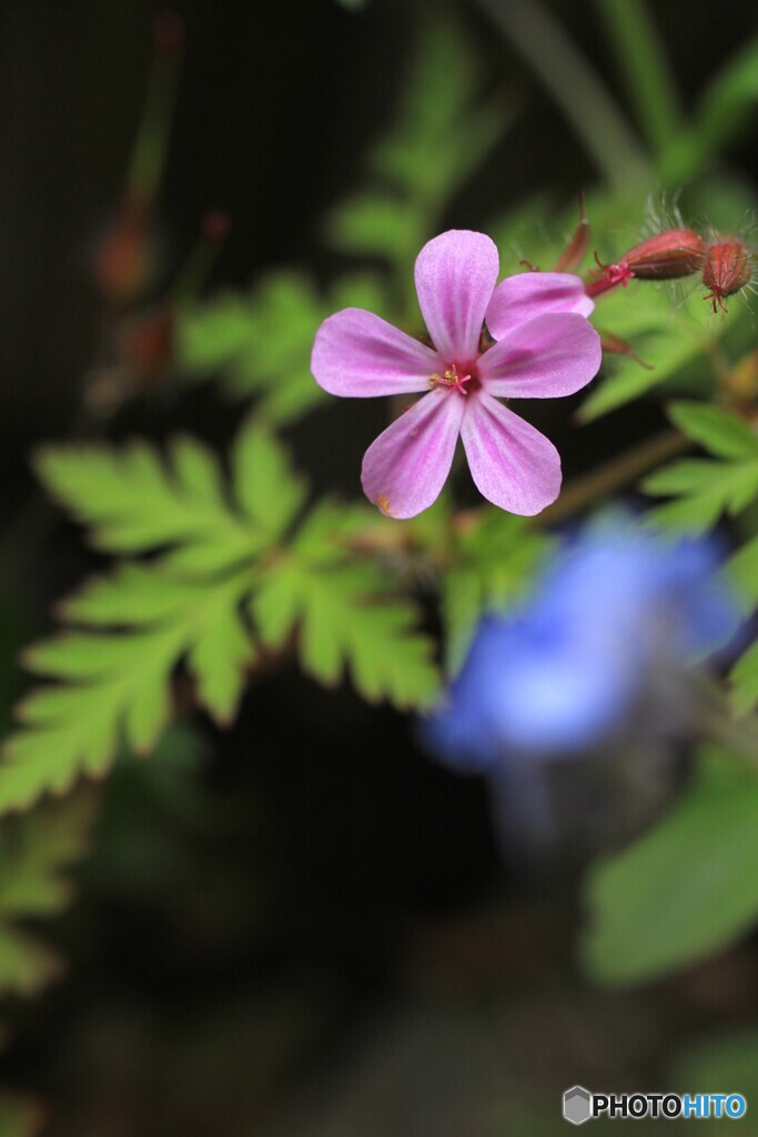 花、一輪、、