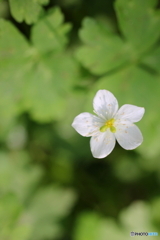 花、一輪、、
