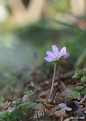 花一輪、、