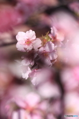 満開