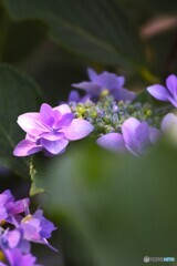 夏の妖精