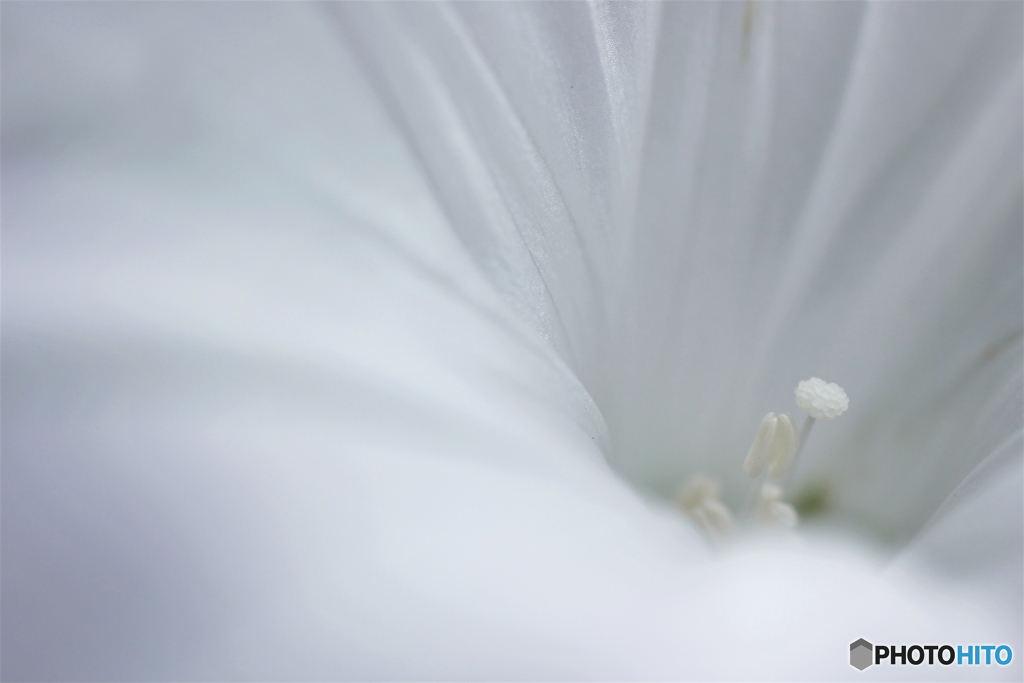 White wedding