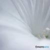 White wedding