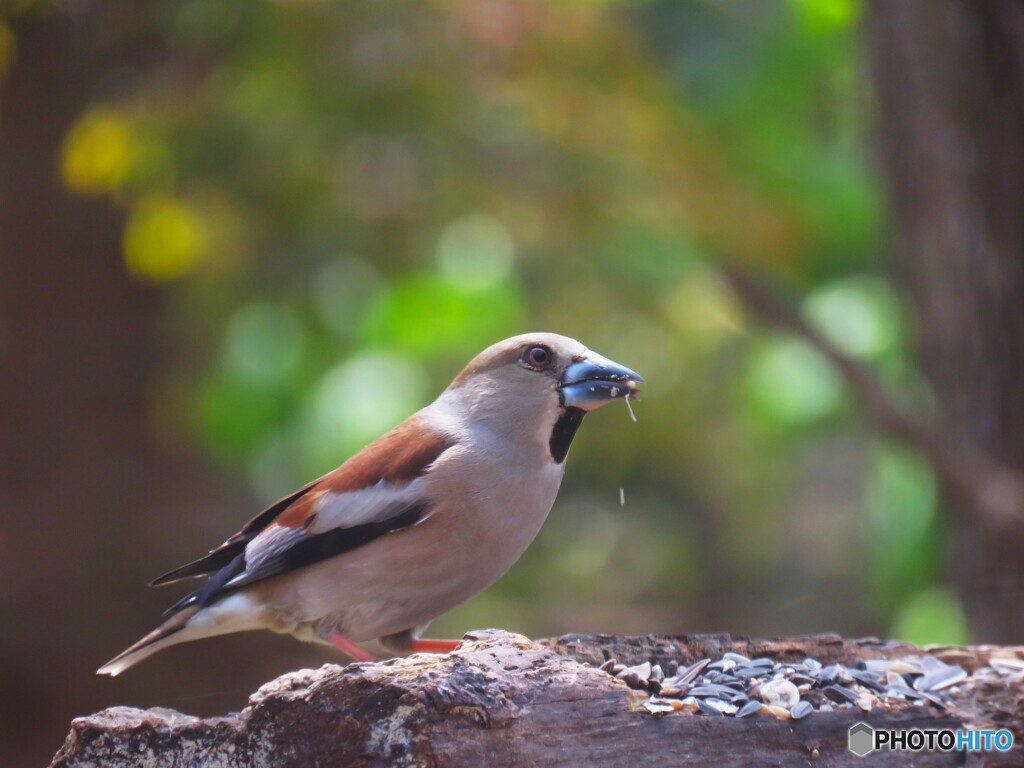 シメ