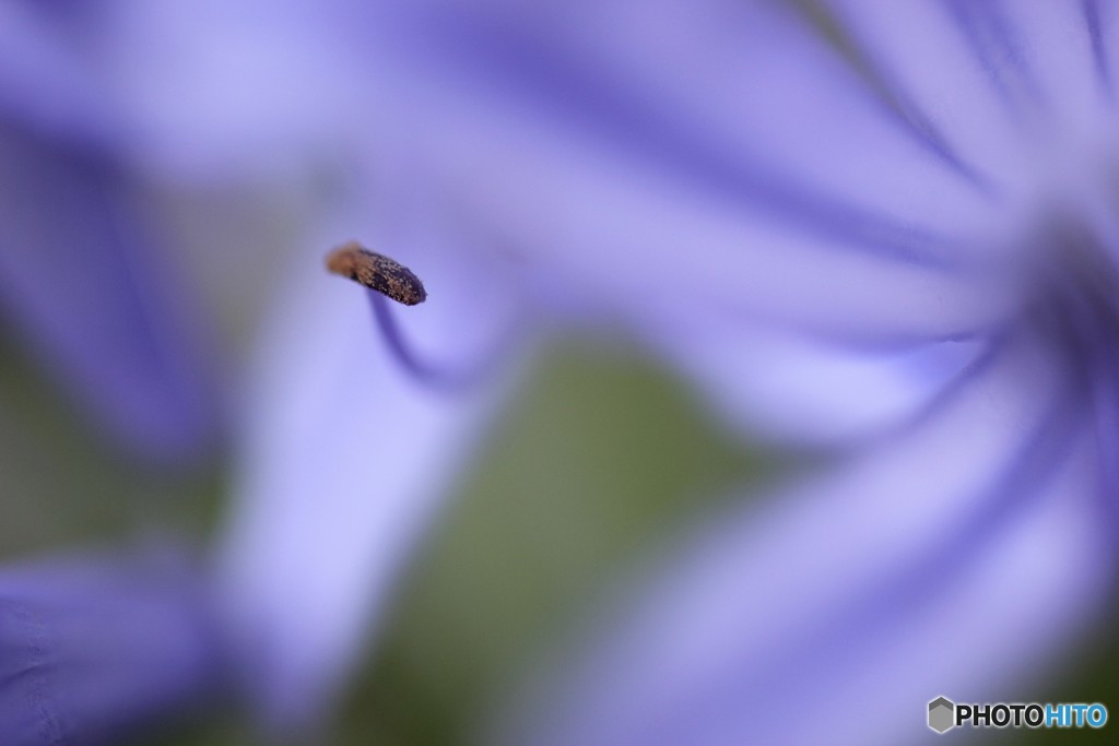 花芯