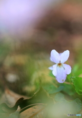 花、一輪、、