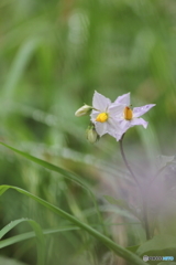 野の花